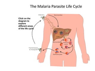 Infection Sporozoites
Liver
Asexual
cycle
Gametocytes
Merozoites
Transmission
to mosquito
Click on the
diagram to
explore
different areas
of the life cycle
The Malaria Parasite Life Cycle
 