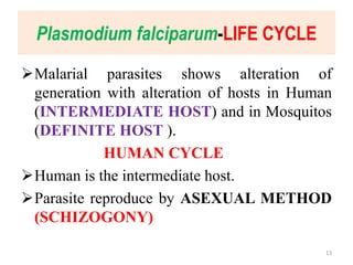Plasmodium falciparum-LIFE CYCLE
Malarial parasites shows alteration of
generation with alteration of hosts in Human
(INTERMEDIATE HOST) and in Mosquitos
(DEFINITE HOST ).
HUMAN CYCLE
Human is the intermediate host.
Parasite reproduce by ASEXUAL METHOD
(SCHIZOGONY)
13
 