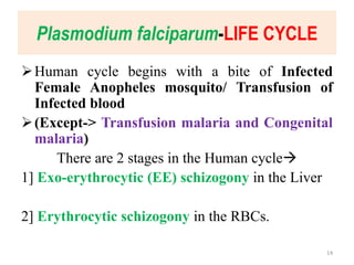 Plasmodium falciparum-LIFE CYCLE
Human cycle begins with a bite of Infected
Female Anopheles mosquito/ Transfusion of
Infected blood
(Except-> Transfusion malaria and Congenital
malaria)
There are 2 stages in the Human cycle
1] Exo-erythrocytic (EE) schizogony in the Liver
2] Erythrocytic schizogony in the RBCs.
14
 