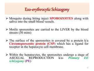 Exo-erythrocytic Schizogony
 Mosquito during biting inject SPOROZOITES along with
saliva into the small blood vessels.
 Motile sporozoites are carried to the LIVER by the blood
stream (30 mins)
 The surface of the sporozoites is covered by a protein k/a
Circumsporozoite protein (CSP) which has a ligand for
receptor in the hepatocyte cell membrane.
 Within the hepatocytes, the sporozoites undergo a stage of
ASEXUAL REPRODUCTION k/a- Primary EE
schizogony (PE)
15
 