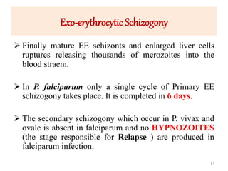Exo-erythrocytic Schizogony
 Finally mature EE schizonts and enlarged liver cells
ruptures releasing thousands of merozoites into the
blood straem.
 In P. falciparum only a single cycle of Primary EE
schizogony takes place. It is completed in 6 days.
 The secondary schizogony which occur in P. vivax and
ovale is absent in falciparum and no HYPNOZOITES
(the stage responsible for Relapse ) are produced in
falciparum infection.
17
 
