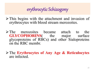 erythrocytic Schizogony
This begins with the attachment and invasion of
erythrocytes with blood stream merozoites.
The merozoites became attach to the
GLYCOPHORINS( the major surface
glycoproteins of RBCs) and other Sialoproteins
on the RBC membr.
The Erythrocytes of Any Age & Reticulocytes
are infected.
22
 