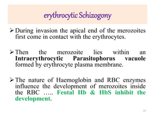 erythrocytic Schizogony
During invasion the apical end of the merozoites
first come in contact with the erythrocytes.
Then the merozoite lies within an
Intraerythrocytic Parasitophorus vacuole
formed by erythrocyte plasma membrane.
The nature of Haemoglobin and RBC enzymes
influence the development of merozoites inside
the RBC ….. Feotal Hb & HbS inhibit the
development.
23
 