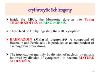 erythrocytic Schizogony
 Inside the RBCs, the Merozoite develop into Young
TROPHOZOITES or, RING FORMS.
 These feed on Hb by ingesting the RBC cytoplasm.
 HAEMAZOIN (Malarial pigment) A compound of
Haematin and Ferric acid , is produced as an end product of
haemoglobin break down.
 The trophozoites multiply by division of nucleus by mitosis
followed by division of cytoplasm , to become MATURE
SCHIZONTS.
24
 
