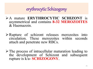 erythrocytic Schizogony
A mature ERYTHROCYTIC SCHIZONT is
asymmetrical and contains 8-32 MEROZOITES
& Haemazoin.
Rupture of schizont releases merozoites into
circulation. These merozoites within seconds
attach and penetrate new RBCs.
The process of intracellular maturation leading to
the development of Schizont and subsequent
rupture is k/a- SCHIZOGONY.
25
 