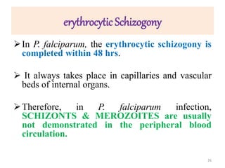 erythrocytic Schizogony
In P. falciparum, the erythrocytic schizogony is
completed within 48 hrs.
 It always takes place in capillaries and vascular
beds of internal organs.
Therefore, in P. falciparum infection,
SCHIZONTS & MEROZOITES are usually
not demonstrated in the peripheral blood
circulation.
26
 