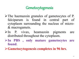 Gemetocytogenesis
The haemazoin granules of gametocytes of P.
falciparum is found in central part of
cytoplasm surrounding the nucleus of micro-
& macrogamets.
In P. vivax, heamazoin pigments are
distributed throughout the cytoplasm.
In PBS , only mature gametocytes are
found.
Gametocytogenesis completes in 96 hrs.
28
 