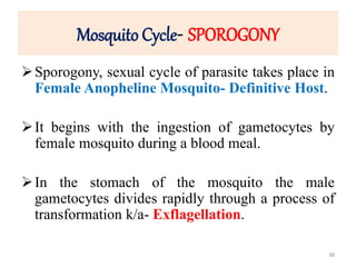 Mosquito Cycle- SPOROGONY
Sporogony, sexual cycle of parasite takes place in
Female Anopheline Mosquito- Definitive Host.
It begins with the ingestion of gametocytes by
female mosquito during a blood meal.
In the stomach of the mosquito the male
gametocytes divides rapidly through a process of
transformation k/a- Exflagellation.
38
 