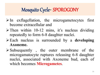 Mosquito Cycle- SPOROGONY
In exflagellation, the microgametocytes first
become extracellular and
Then within 10-12 mins, it’s nucleus dividing
repeatedly to form 6-8 daughter nuclei.
Each nucleus is surrounded by a developing
Axoneme.
Subsequently , the outer membrane of the
microgamatocyte ruptures releasing 6-8 daughter
nuclei, associated with Axoneme bud, each of
which becomes Microgametes.
39
 