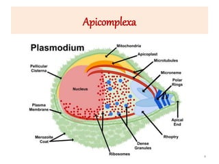 Apicomplexa
4
 