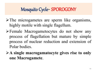 Mosquito Cycle- SPOROGONY
The microgametes are sperm like organisms,
highly motile with single flagellum.
Female Macrogametocytes do not show any
process of flagellation but mature by simple
process of nuclear reduction and extension of
Polar bodies.
A single macrogamatocyte gives rise to only
one Macrogamete.
40
 