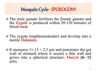 Mosquito Cycle- SPOROGONY
The male gamate fertilizes the female gamate and
the Zygote is produced within 20-120 minutes of
blood meal.
The zygote lengthens(slender) and develop into a
motile Ookinete.
It measures 11-13 × 2.5 µm and penetrates the gut
wall of stomach where it secrets a thin wall and
grows into a spherical structure- Oocyst (6- 12
µm).
43
 
