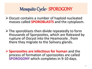 Mosquito Cycle- SPOROGONY
Oocyst contains a number of haploid nucleated
masses called SPOROBLASTS and the cytoplasm.
The sporoblasts then divide repeatedly to form
thousands of Sporpzoites, which are Raleased by
rupture of Oocyst into the Heamocele , from
there they migrate to the Salivary glands.
Sporozoites are infectious for human and the
process of formation of sporozoites are called
SPOROGONY which completes in 9-10 days.
44
 