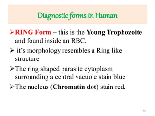 Diagnostic forms in Human
RING Form – this is the Young Trophozoite
and found inside an RBC.
 it’s morphology resembles a Ring like
structure
The ring shaped parasite cytoplasm
surrounding a central vacuole stain blue
The nucleus (Chromatin dot) stain red.
46
 