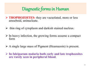 Diagnostic forms in Human
 TROPHOZOITES- they are vacuolated, more or less
amoeboid, uninucleate.
 thin ring of cytoplasm and darkish stained nucleus.
 In heavy infection, the growing forms assume a compact
form
 A single large mass of Pigment (Heamazoin) is present.
 In falciparum malaria both early and late trophozoites
are rarely seen in peripheral blood.
48
 