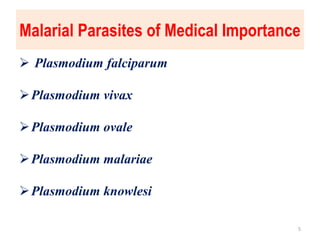 Malarial Parasites of Medical Importance
 Plasmodium falciparum
Plasmodium vivax
Plasmodium ovale
Plasmodium malariae
Plasmodium knowlesi
5
 