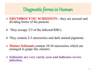 Diagnostic forms in Human
 ERYTHROCYTIC SCHIZONTS – they are asexual and
dividing forms of the parasite.
 They occupy 2/3 of the infected RBCs.
 They contain 2-3 merozoites and dark stained pigments.
 Mature Schizonts contain 10-36 merozoites which are
arranged in grape like clusters.
 Schizonts are very rarely seen and indicates severe
infection.
50
 