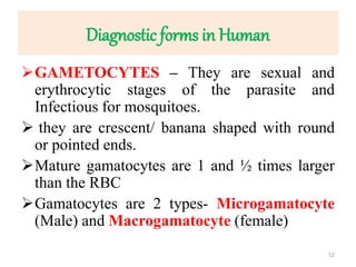Diagnostic forms in Human
GAMETOCYTES – They are sexual and
erythrocytic stages of the parasite and
Infectious for mosquitoes.
 they are crescent/ banana shaped with round
or pointed ends.
Mature gamatocytes are 1 and ½ times larger
than the RBC
Gamatocytes are 2 types- Microgamatocyte
(Male) and Macrogamatocyte (female)
52
 