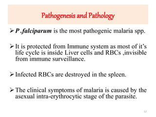 Pathogenesis and Pathology
P .falciparum is the most pathogenic malaria spp.
It is protected from Immune system as most of it’s
life cycle is inside Liver cells and RBCs ,invisible
from immune surveillance.
Infected RBCs are destroyed in the spleen.
The clinical symptoms of malaria is caused by the
asexual intra-erythrocytic stage of the parasite.
57
 