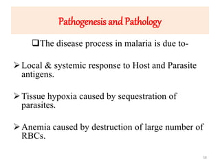 Pathogenesis and Pathology
The disease process in malaria is due to-
Local & systemic response to Host and Parasite
antigens.
Tissue hypoxia caused by sequestration of
parasites.
Anemia caused by destruction of large number of
RBCs.
58
 