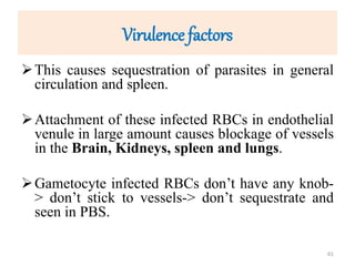 Virulence factors
This causes sequestration of parasites in general
circulation and spleen.
Attachment of these infected RBCs in endothelial
venule in large amount causes blockage of vessels
in the Brain, Kidneys, spleen and lungs.
Gametocyte infected RBCs don’t have any knob-
> don’t stick to vessels-> don’t sequestrate and
seen in PBS.
61
 