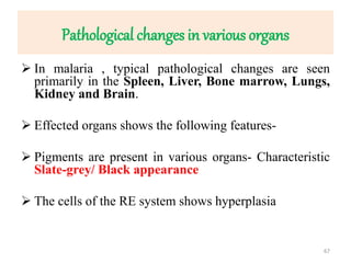 Pathological changes in various organs
 In malaria , typical pathological changes are seen
primarily in the Spleen, Liver, Bone marrow, Lungs,
Kidney and Brain.
 Effected organs shows the following features-
 Pigments are present in various organs- Characteristic
Slate-grey/ Black appearance
 The cells of the RE system shows hyperplasia
67
 