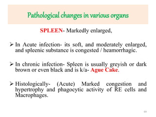 Pathological changes in various organs
SPLEEN- Markedly enlarged,
 In Acute infection- its soft, and moderately enlarged,
and spleenic substance is congested / heamorrhagic.
 In chronic infection- Spleen is usually greyish or dark
brown or even black and is k/a- Ague Cake.
 Histologically- (Acute) Marked congestion and
hypertrophy and phagocytic activity of RE cells and
Macrophages.
69
 