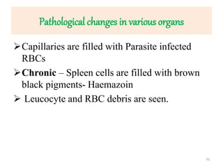 Pathological changes in various organs
Capillaries are filled with Parasite infected
RBCs
Chronic – Spleen cells are filled with brown
black pigments- Haemazoin
 Leucocyte and RBC debris are seen.
70
 