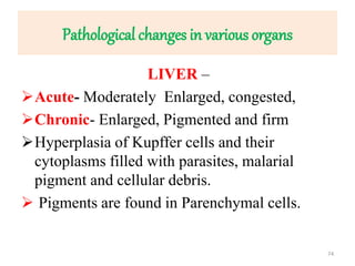 Pathological changes in various organs
LIVER –
Acute- Moderately Enlarged, congested,
Chronic- Enlarged, Pigmented and firm
Hyperplasia of Kupffer cells and their
cytoplasms filled with parasites, malarial
pigment and cellular debris.
 Pigments are found in Parenchymal cells.
74
 