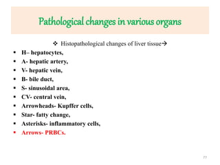 Pathological changes in various organs
 Histopathological changes of liver tissue
 H– hepatocytes,
 A- hepatic artery,
 V- hepatic vein,
 B- bile duct,
 S- sinusoidal area,
 CV- central vein,
 Arrowheads- Kupffer cells,
 Star- fatty change,
 Asterisks- inflammatory cells,
 Arrows- PRBCs.
77
 