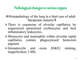 Pathological changes in various organs
Histopathology of the lung in a fatal case of adult
falciparum malaria
There is expansion of alveolar capillaries by
sequestered parasitized erythrocytes and host
inflammatory leukocytes.
Monocytes and neutrophils within alveolar septal
capillaries contain phagocytosed hemozoin
pigment
(hematoxylin and eosin [H&E] staining,
magnification 3 400,
84
 