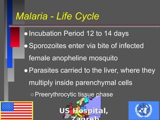 Malaria - Life Cycle
●Incubation Period 12 to 14 days
●Sporozoites enter via bite of infected
female anopheline mosquito
●Parasites carried to the liver, where they
multiply inside parenchymal cells
○Preerythrocytic tissue phase
 