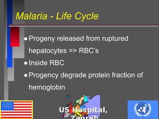 Malaria - Life Cycle
●Progeny released from ruptured
hepatocytes => RBC’s
●Inside RBC
●Progency degrade protein fraction of
hemoglobin
 