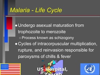 Malaria - Life Cycle
●Undergo asexual maturation from
trophozoite to merozoite
○Process known as schizogony
●Cycles of intracorpuscular multiplication,
rupture, and reinvasion responsible for
paroxysms of chills & fever
 