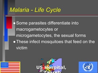 Malaria - Life Cycle
●Some parasites differentiate into
macrogametocytes or
microgametocytes, the sexual forms
●These infect mosquitoes that feed on the
victim
 