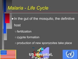 Malaria - Life Cycle
●In the gut of the mosquito, the definitive
host
○fertilization
○zygote formation
○production of new sporozoites take place
 