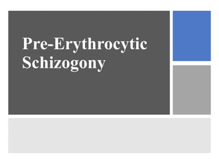 Pre-Erythrocytic
Schizogony
 