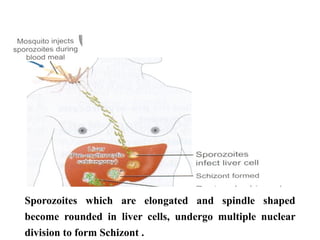 Sporozoites which are elongated and spindle shaped
become rounded in liver cells, undergo multiple nuclear
division to form Schizont .
 