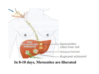 In 8-10 days, Merozoites are liberated
 
