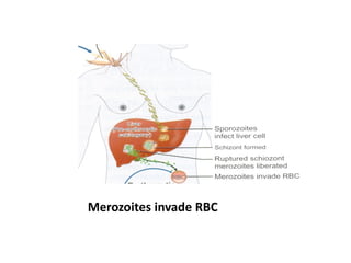 Merozoites invade RBC
 
