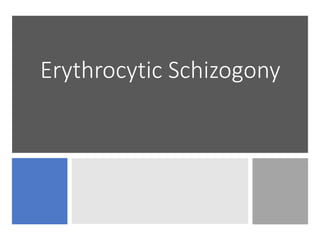 Erythrocytic Schizogony
 