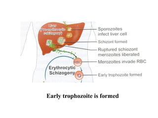Early trophozoite is formed
 