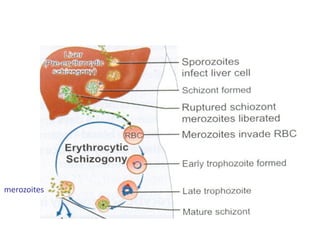 merozoites
 