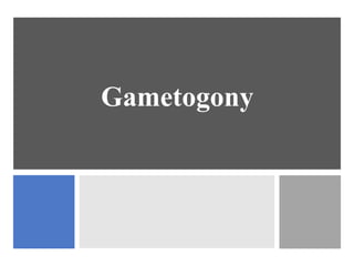 Gametogony
 
