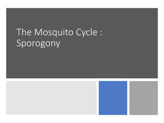 The Mosquito Cycle :
Sporogony
 