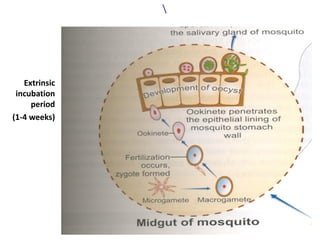 Extrinsic
incubation
period
(1-4 weeks)
 