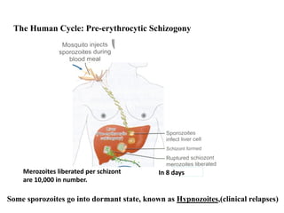 The Human Cycle: Pre-erythrocytic Schizogony
In 8 days
Merozoites liberated per schizont
are 10,000 in number.
Some sporozoites go into dormant state, known as Hypnozoites,(clinical relapses)
 