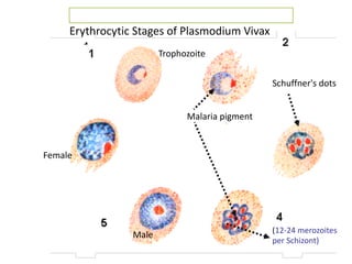 Erythrocytic Stages of Plasmodium Vivax
(12-24 merozoites
per Schizont)
Trophozoite
Malaria pigment
Female
Male
Schuffner's dots
 