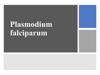Plasmodium
falciparum
 