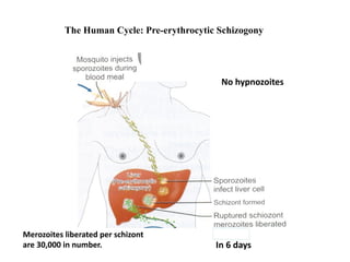 The Human Cycle: Pre-erythrocytic Schizogony
In 6 days
Merozoites liberated per schizont
are 30,000 in number.
No hypnozoites
 